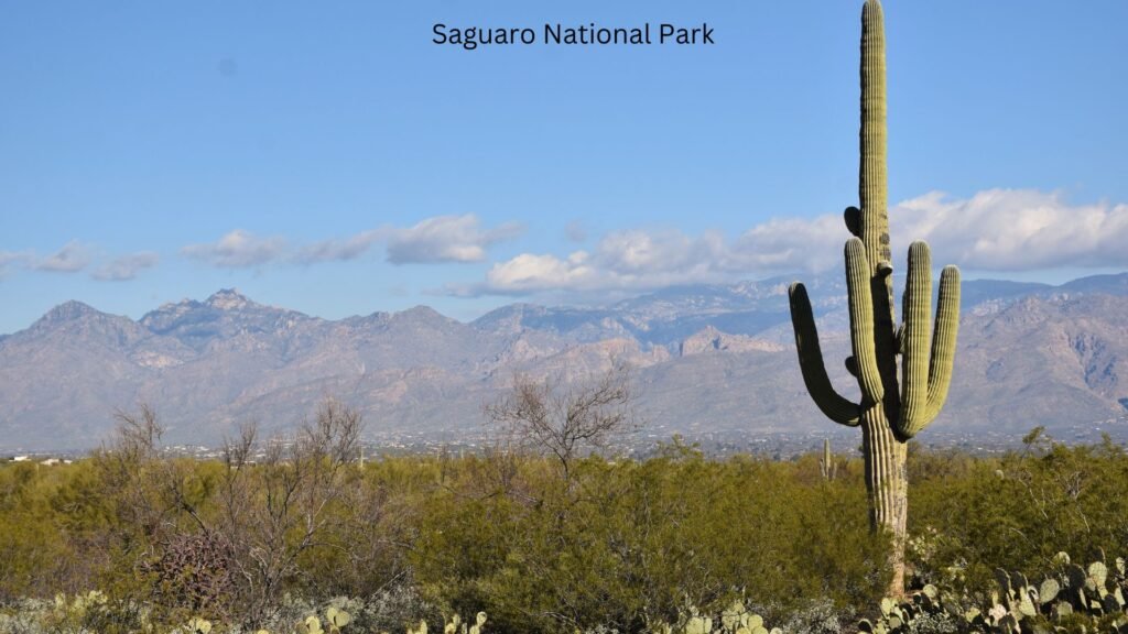 Saguaro National Park