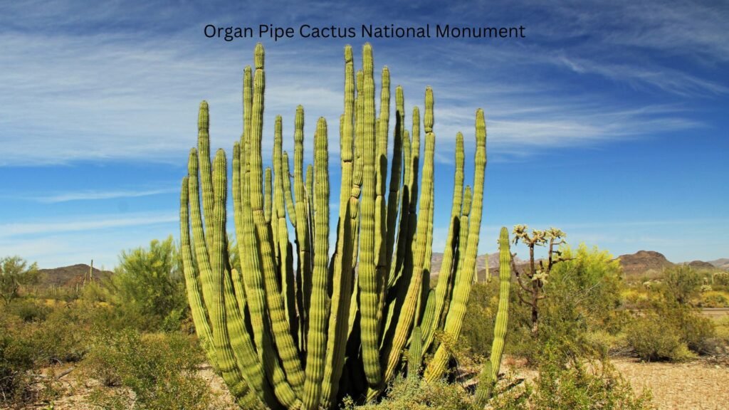Organ Pipe Cactus National Monument